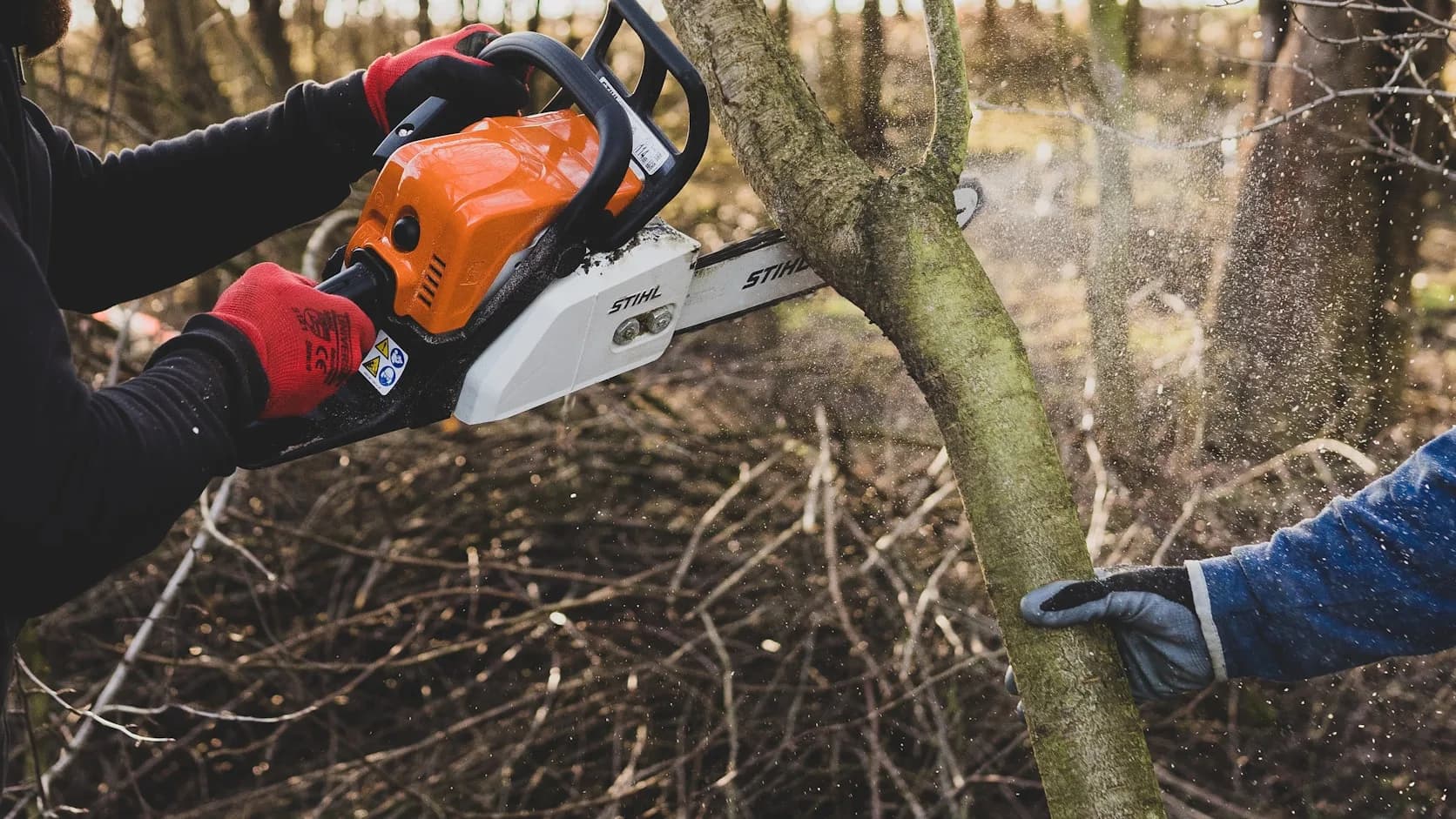 A chainsaw biting into a tree limb, a tree crew mid-cut.